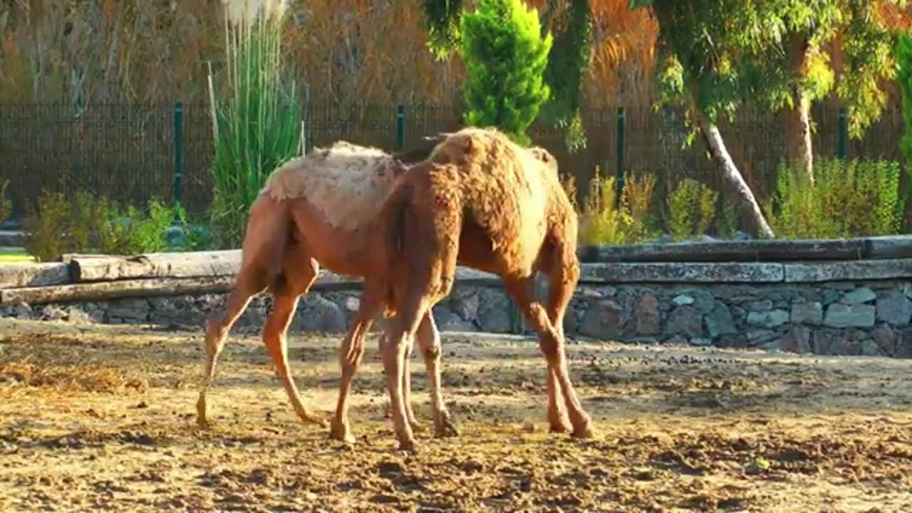 [4K] !! CAMEL IN DESERT !!!!