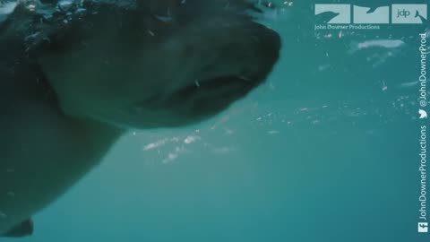 Robot Spy Seal Vs Great White Shark