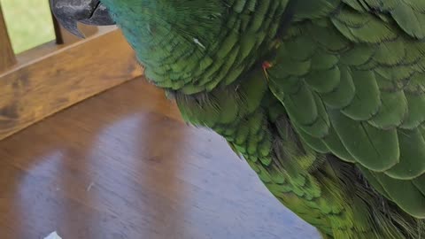 Rocco sneezing 🤣🤣🤣