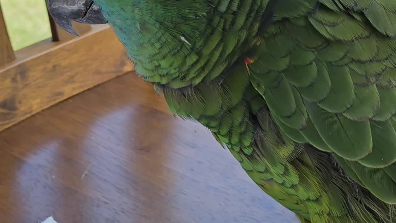 Rocco sneezing 🤣🤣🤣