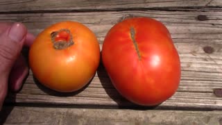 How To Tell When Lucid Gem Tomatoes Are Ripe