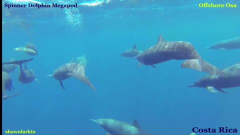 Wild Dolphin Mega Pod on their terms with Dolphin Shaman