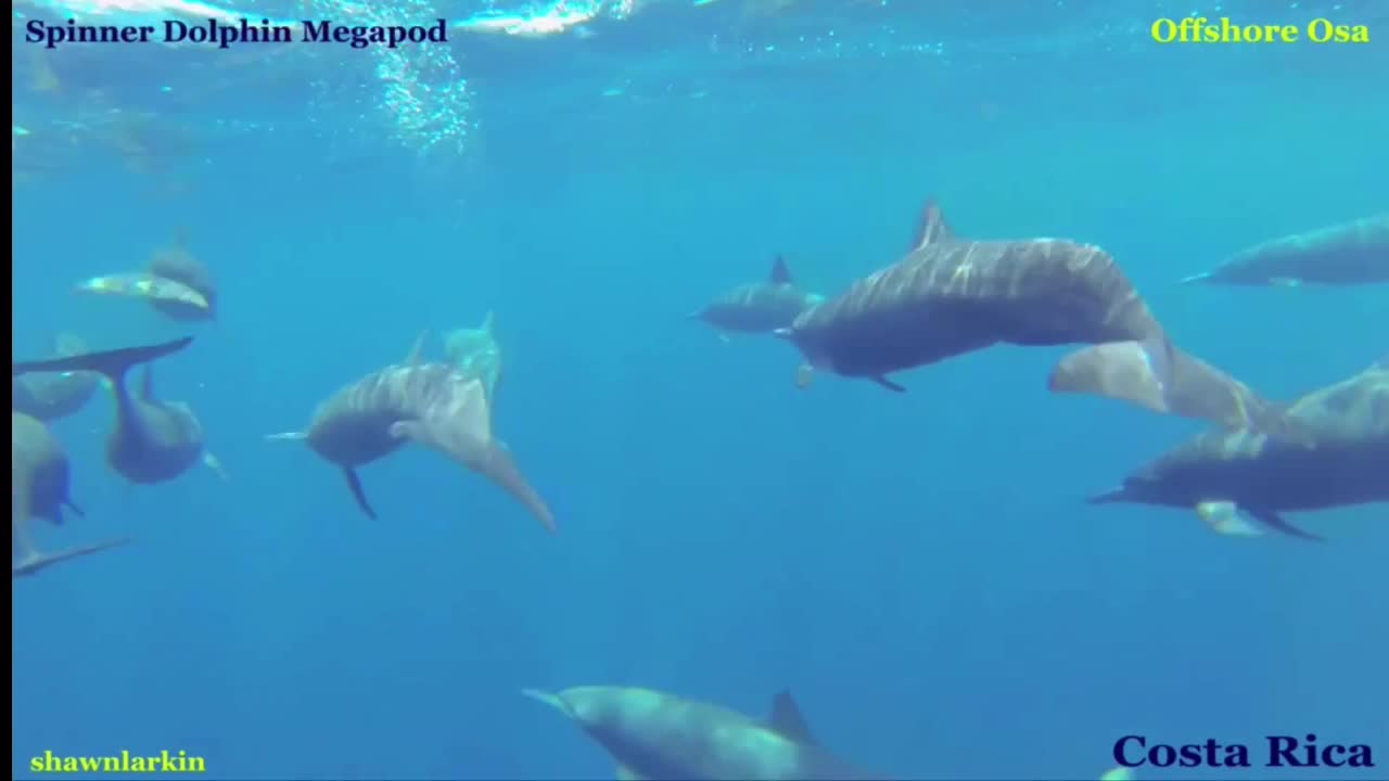 Wild Dolphin Mega Pod on their terms with Dolphin Shaman