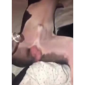 Pawsitively Hilarious: The Canine Comedy Show! | Most funny Animal Videos