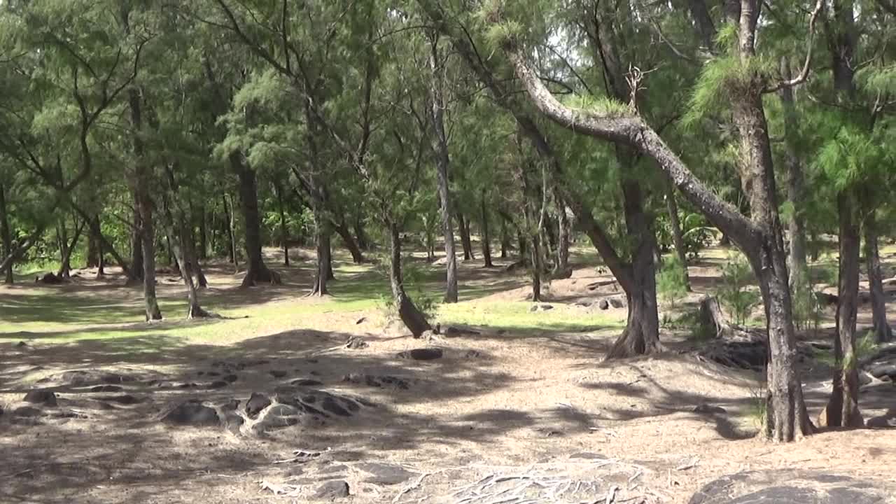 Pahoa, HI — MacKenzie State Park