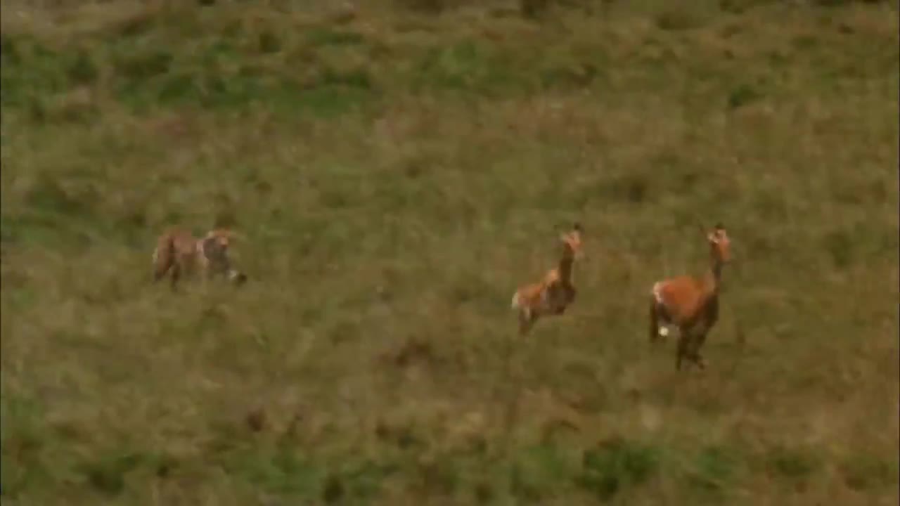 Leopard Chasing Antelope