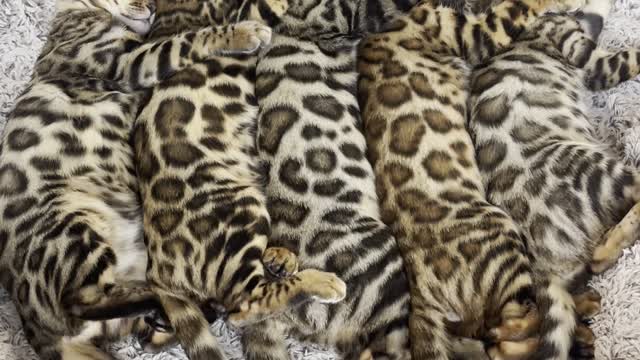 Bengal Kittens Take a Nap