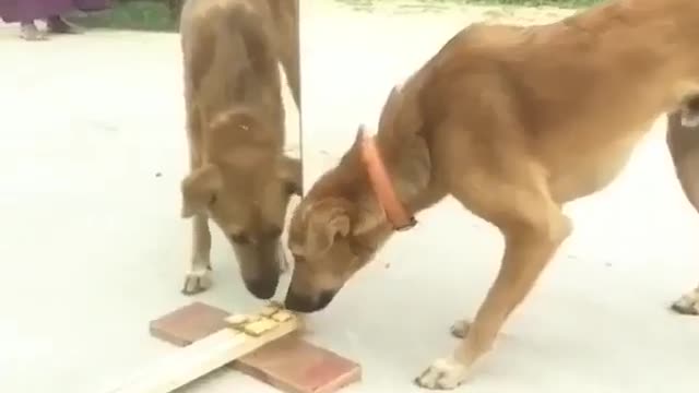 Feed Dogs in front of Mirrors