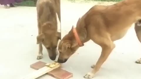 Feed Dogs in front of Mirrors