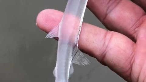Unbelievable creature 😳