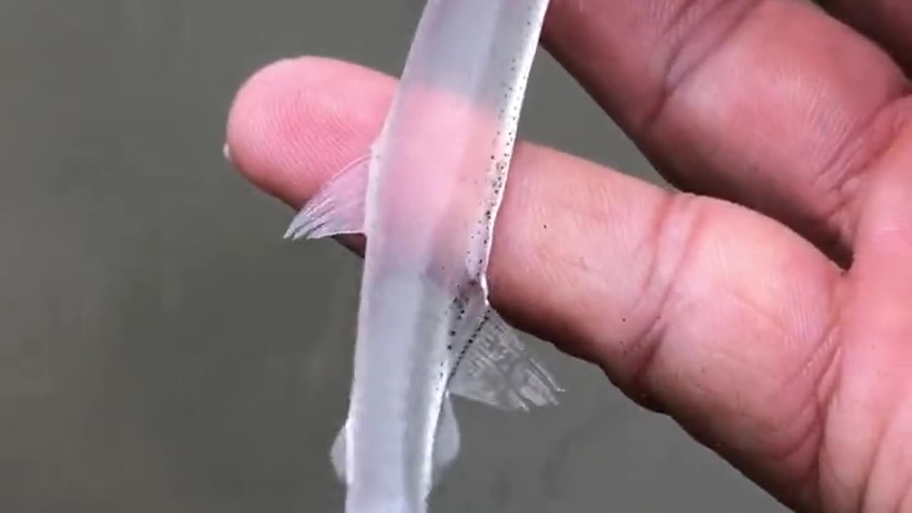 Unbelievable creature 😳