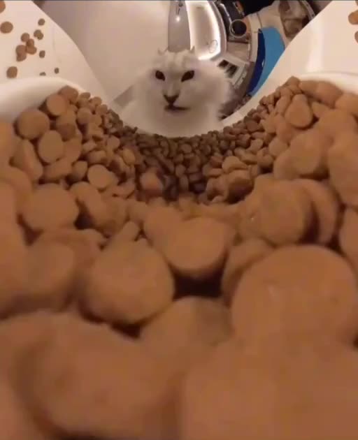 Cat feeding cam 😂😂👍