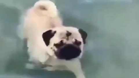 Dog swimming