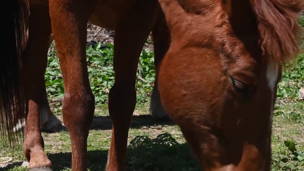 Curiosidades sobre os cavalos