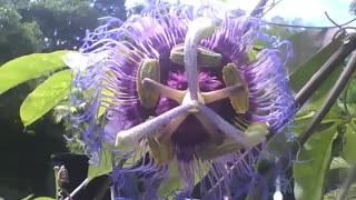 Pretty purple passionflower in the botanical garden, it's the passion flower! [Nature & Animals]