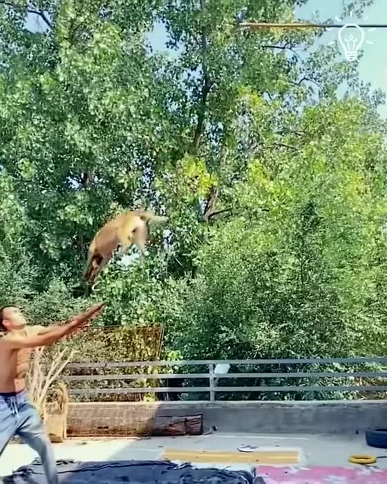 Dog catches ball in the tree