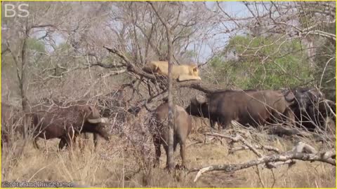 The Greatest Fights In The Animal Kingdom | Lion VS Buffalo