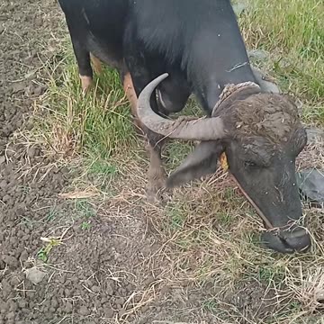 Funny animal videos|Cute animal videos |Funny dog&cat videos|Hilarious pet videos|funny video