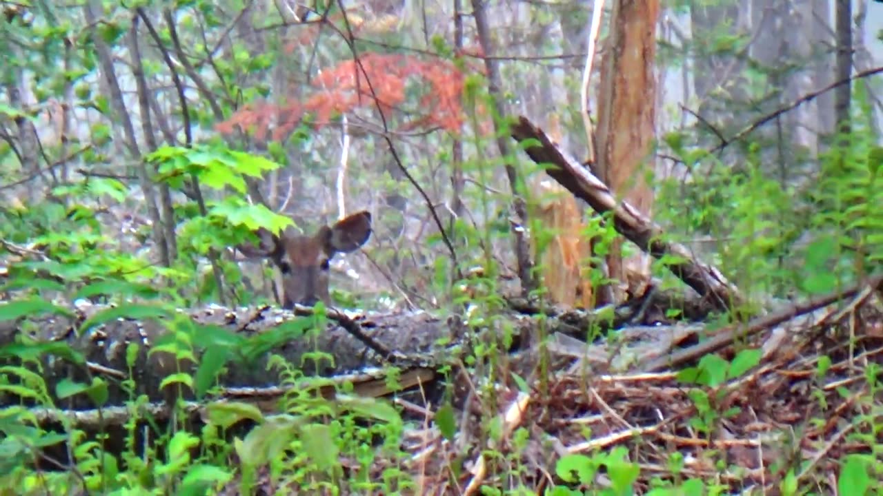 White-tailed deer