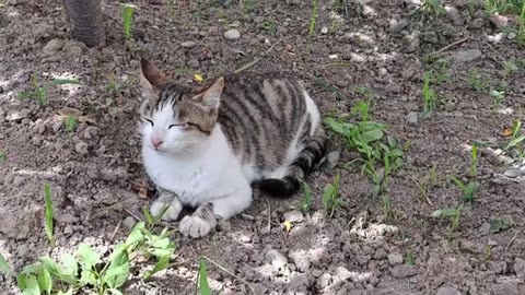 A lazy street cat rests in the cool.