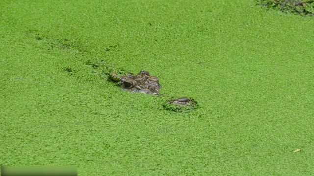 Todos os tipos de animais que vivem na floresta tropical do Brasil levam você ao mundo animal #11