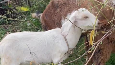 so cute goat and lovely baby goat Ep5