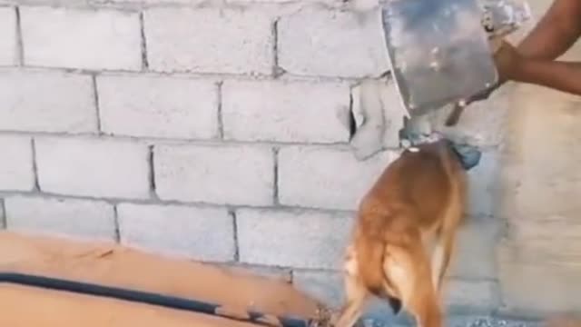 Cachorro preso #animals #resgate #animais