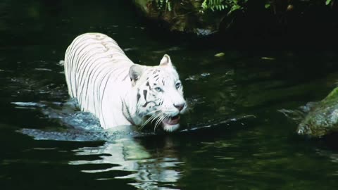 Tiger in the forest