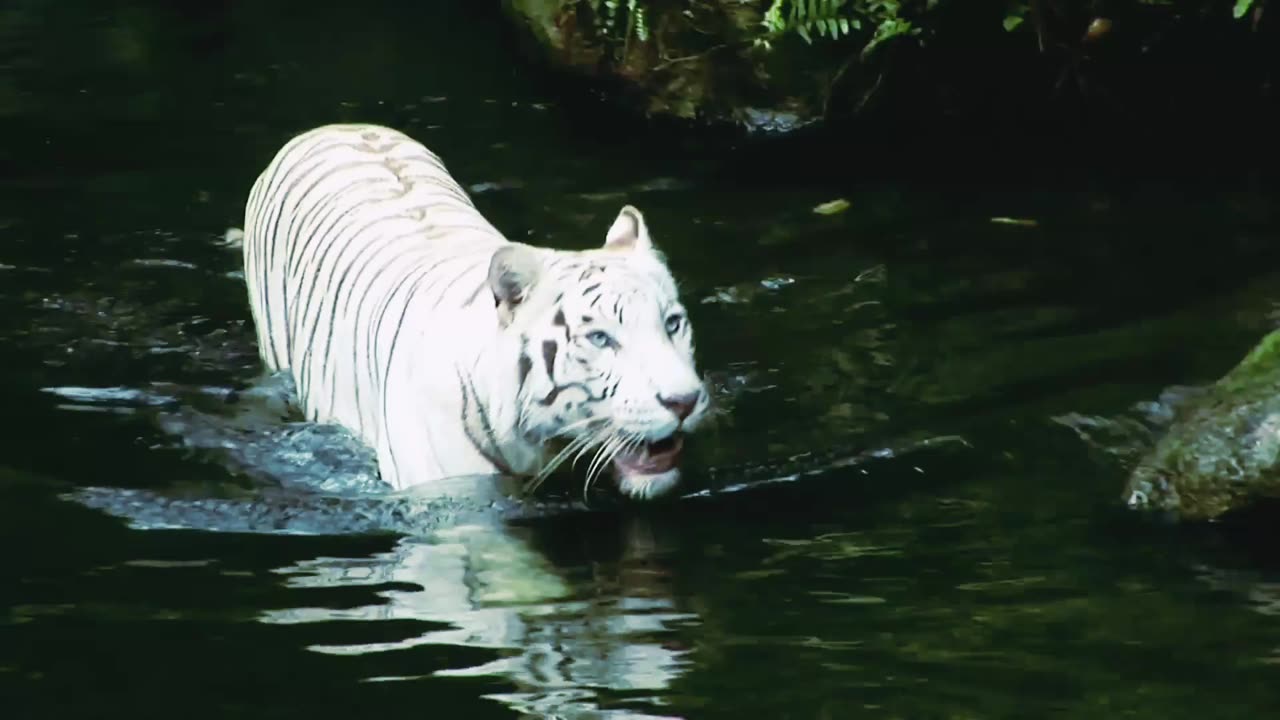 Tiger in the forest