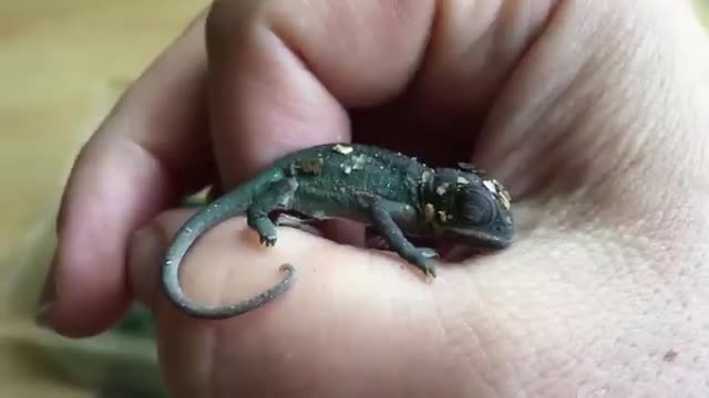 Newborn Baby CHAMELEON Cuddles In Hand