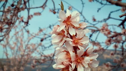 Beautiful flowers