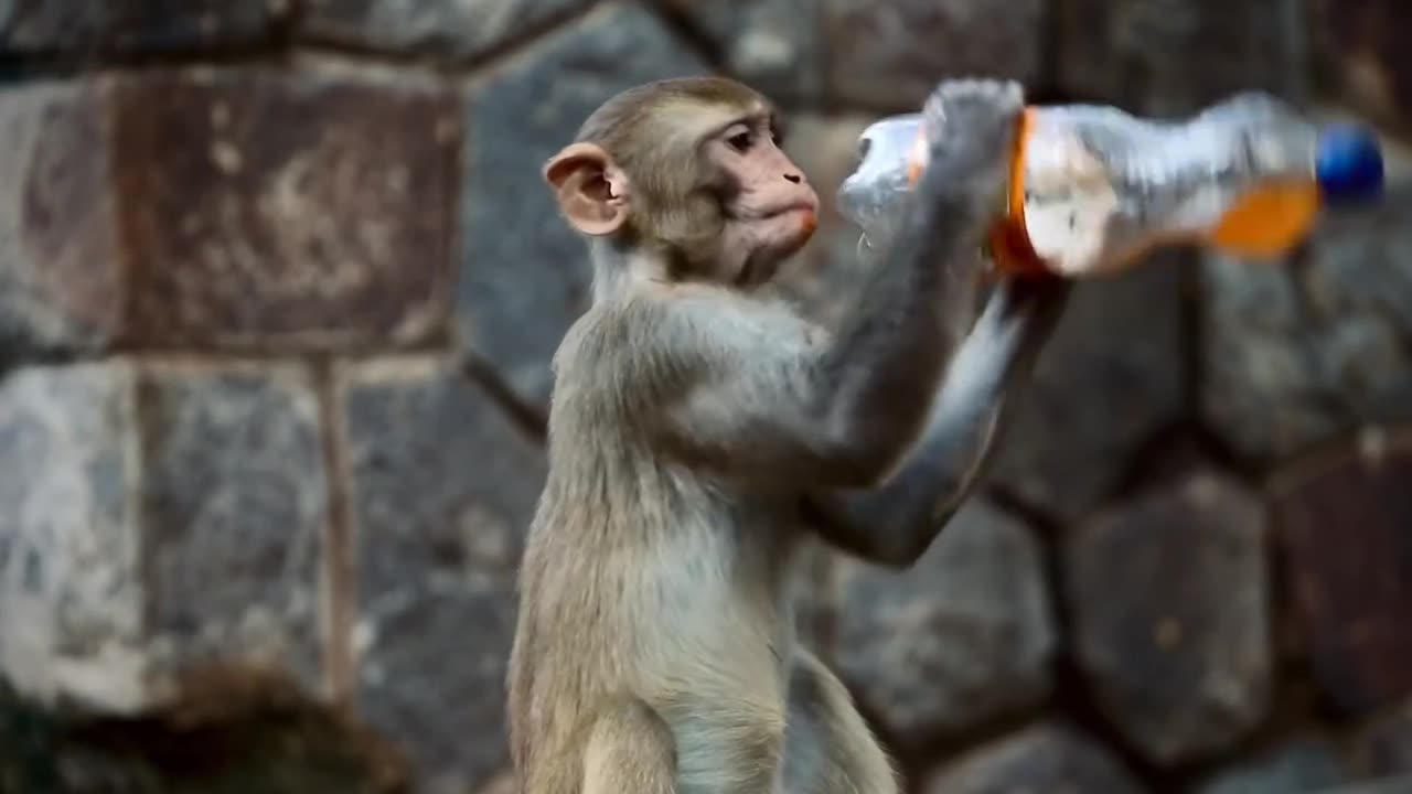 Monkey kids funny videos