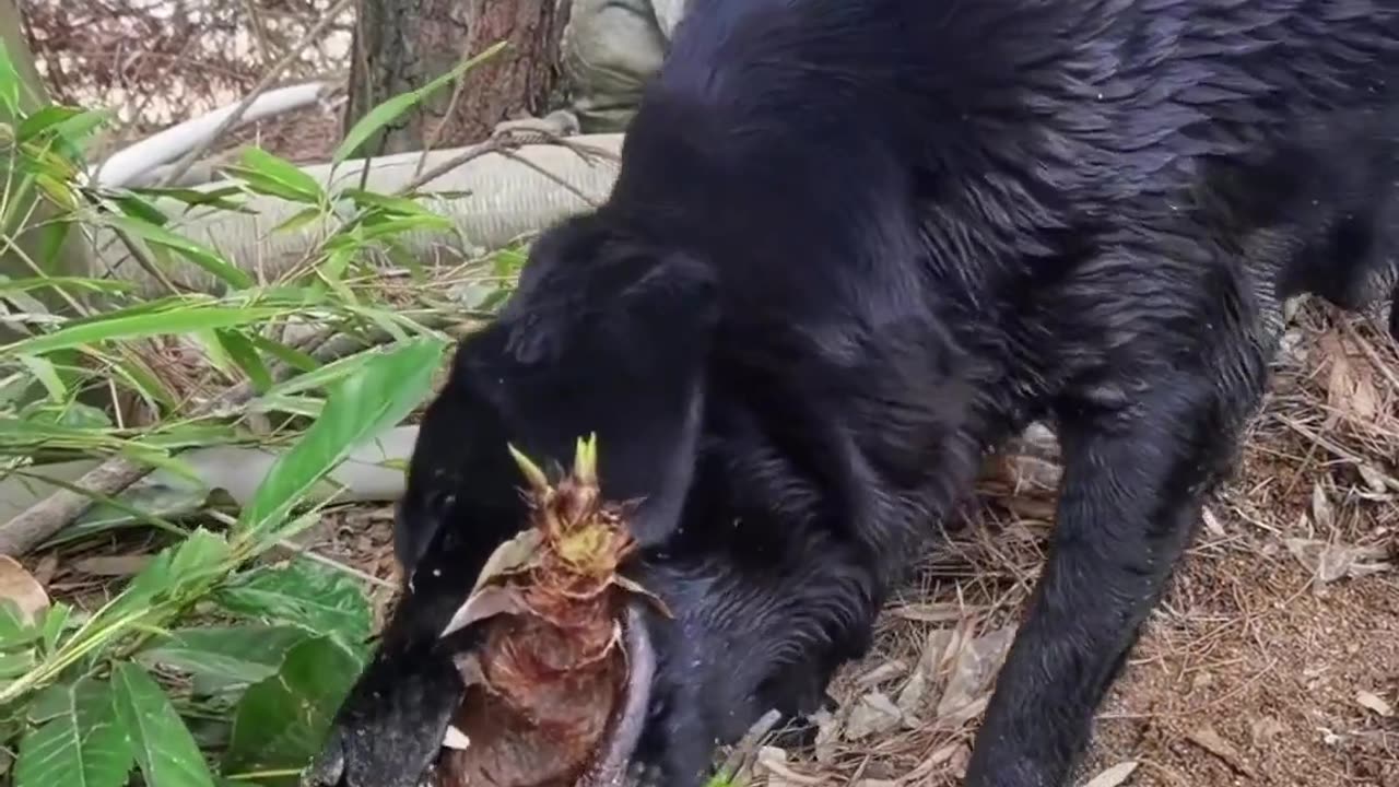 Let's eat