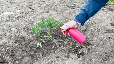 One method in tomato's harvesting