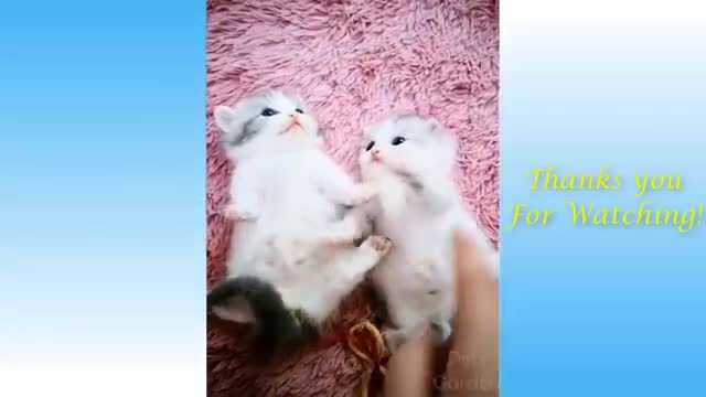 Cute Pets And Funny Animals Compilation#3-pets garden