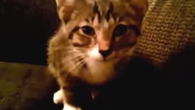 Best cats funny video funnyplox from home video