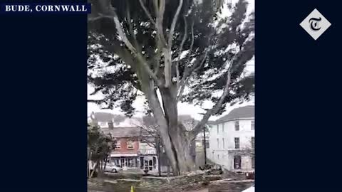 Dramatic footage shows moment tree falls in town of Bude- NEWS OF WORLD