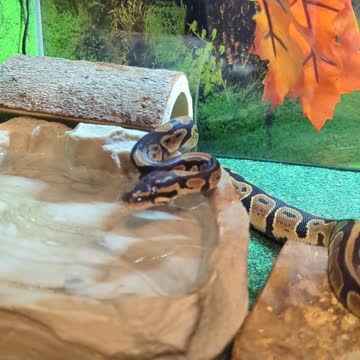 Royale Ball Python