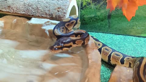 Royale Ball Python