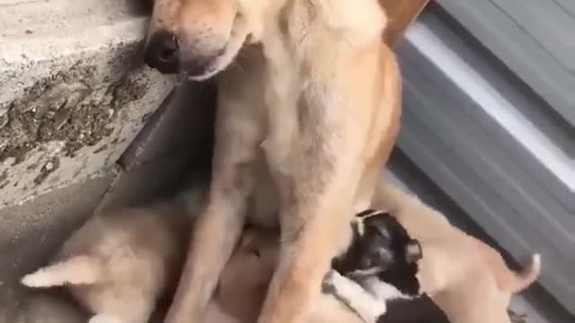 Loving Dog Mother