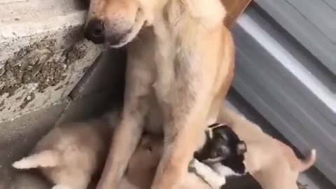 Loving Dog Mother