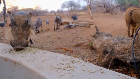 Footage of wild warthogs feeding