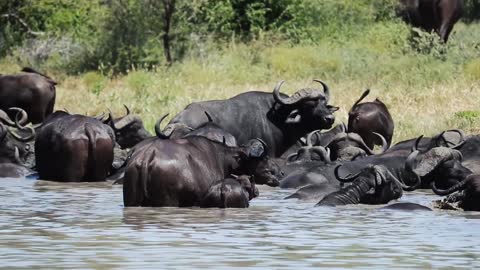 Buffalo in Water Copyright Free Animal Videos