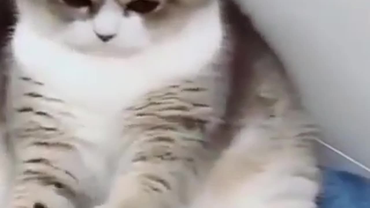 Cute cat