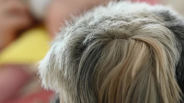 Biuttifull dogi