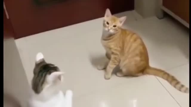 Cat and mouse fun