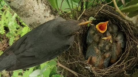 Animal feeding their babies