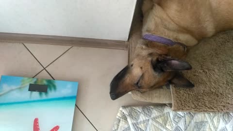 dog fell asleep in the kitchen