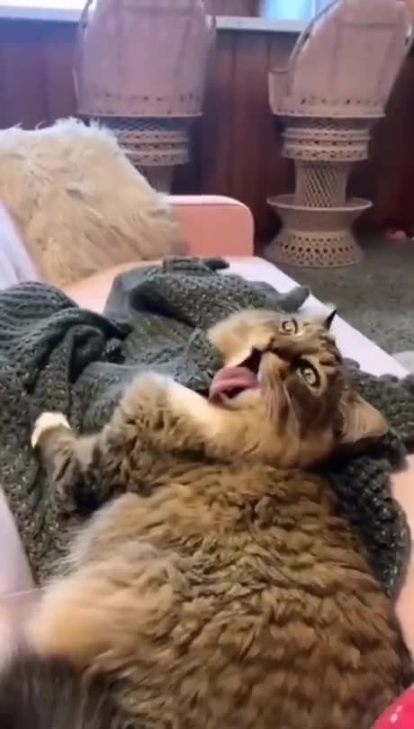 Wtf cats compilation