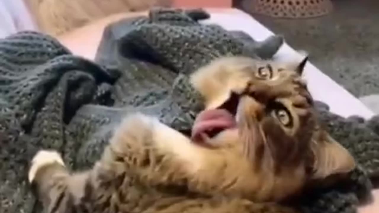 Wtf cats compilation